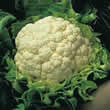 Thompson and Morgan Cauliflower : Walcheren Winter Pilgrim (Spring) Seeds