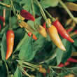 Thompson and Morgan Pepper : Chili/Hot : Tabasco (Very Hot) Seeds