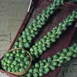 Thompson and Morgan Brussels Sprout : Revenge F1 Seeds