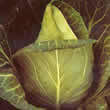 Thompson and Morgan Cabbage : Spring : Advantage F1 Seeds