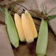 Thompson and Morgan Sweetcorn : Extra Tender & Sweet F1 Hybrid Seeds