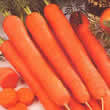 Thompson and Morgan Carrot : Amsterdam Forcing Seeds