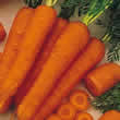 Thompson and Morgan Carrot : Flyaway F1 Seeds