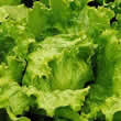 Thompson and Morgan Lettuce : Lakeland Seeds