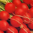 Thompson and Morgan Radish : Scarlet Globe Seeds