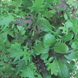 Thompson and Morgan Speedy Mix Salad Leaves Seeds