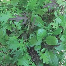Thompson and Morgan Speedy Mix Salad Leaves Seeds