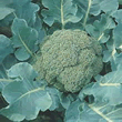 Thompson and Morgan Spiridon F1 Broccoli Seeds