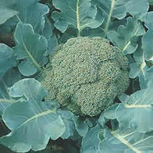 Thompson and Morgan Spiridon F1 Broccoli Seeds