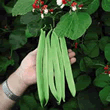 Thompson and Morgan St George Runner Bean Seeds