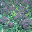 Thompson and Morgan Summer Purple Broccoli Seeds
