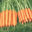Thompson and Morgan Sweet Candle F1 Carrot Seeds