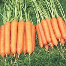 Carrot Seeds