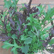 Thompson and Morgan Winter Blend Salad Leaves Seeds