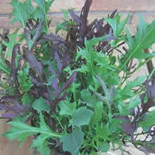 Thompson and Morgan Winter Blend Salad Leaves Seeds