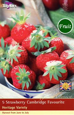 Strawberry Albion