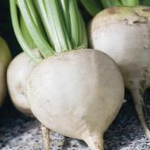 Vegetable Explorer Albina Vereduna Beetroot Seeds