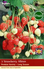 Strawberry Albion