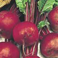 Budget Detroit Beetroot Seeds