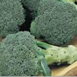 Budget Autumn Calabrese Broccoli Seeds