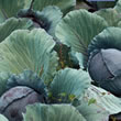 Budget Cabeza Negra 2 Cabbage Seeds