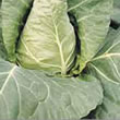 Budget Greyhound Cabbage Seeds