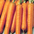 Budget Early Nantes Carrot Seeds