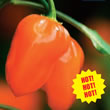 Budget Habanero Chilli Pepper Seeds