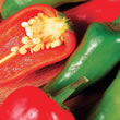 Budget Jalapeno Chilli Pepper Seeds