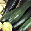 Budget Black Beauty Courgette Seeds