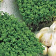 Budget Common Cress Seeds