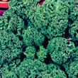 Budget Westland Autumn Curly Kale Seeds