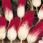 Budget French Breakfast Radish Seeds