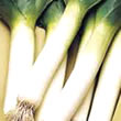 Budget Musselburgh Leek Seeds