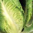 Budget Little Gem Lettuce Seeds