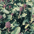 Budget Early Purple Sprouting Broccoli Seeds