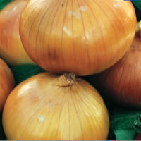 Budget Ailsa Craig Onion Seeds