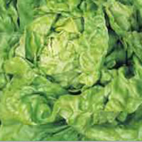 Budget All Year Round Lettuce Seeds