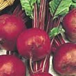 Budget Detroit Beetroot Seeds