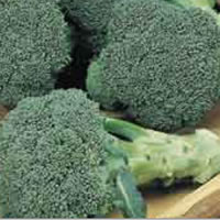 Budget Autumn Calabrese Broccoli Seeds