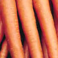 Budget Autumn King Carrot Seeds