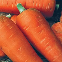 Budget Chantenay Red Cored 2 Carrot Seeds
