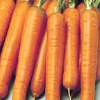 Budget Early Nantes Carrot Seeds