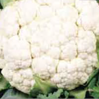 Budget All Year Round Cauliflower Seeds