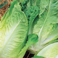 Budget Cos Lettuce Seeds