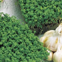 Budget Common Cress Seeds