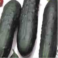 Budget Marketer Cucumber Seeds