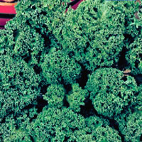 Budget Westland Autumn Curly Kale Seeds