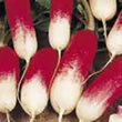Budget French Breakfast Radish Seeds