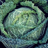 Budget Brussels Winter Savoy Cabbage Seeds